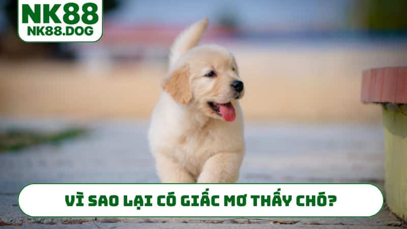 Vì sao lại có giấc mơ thấy chó?